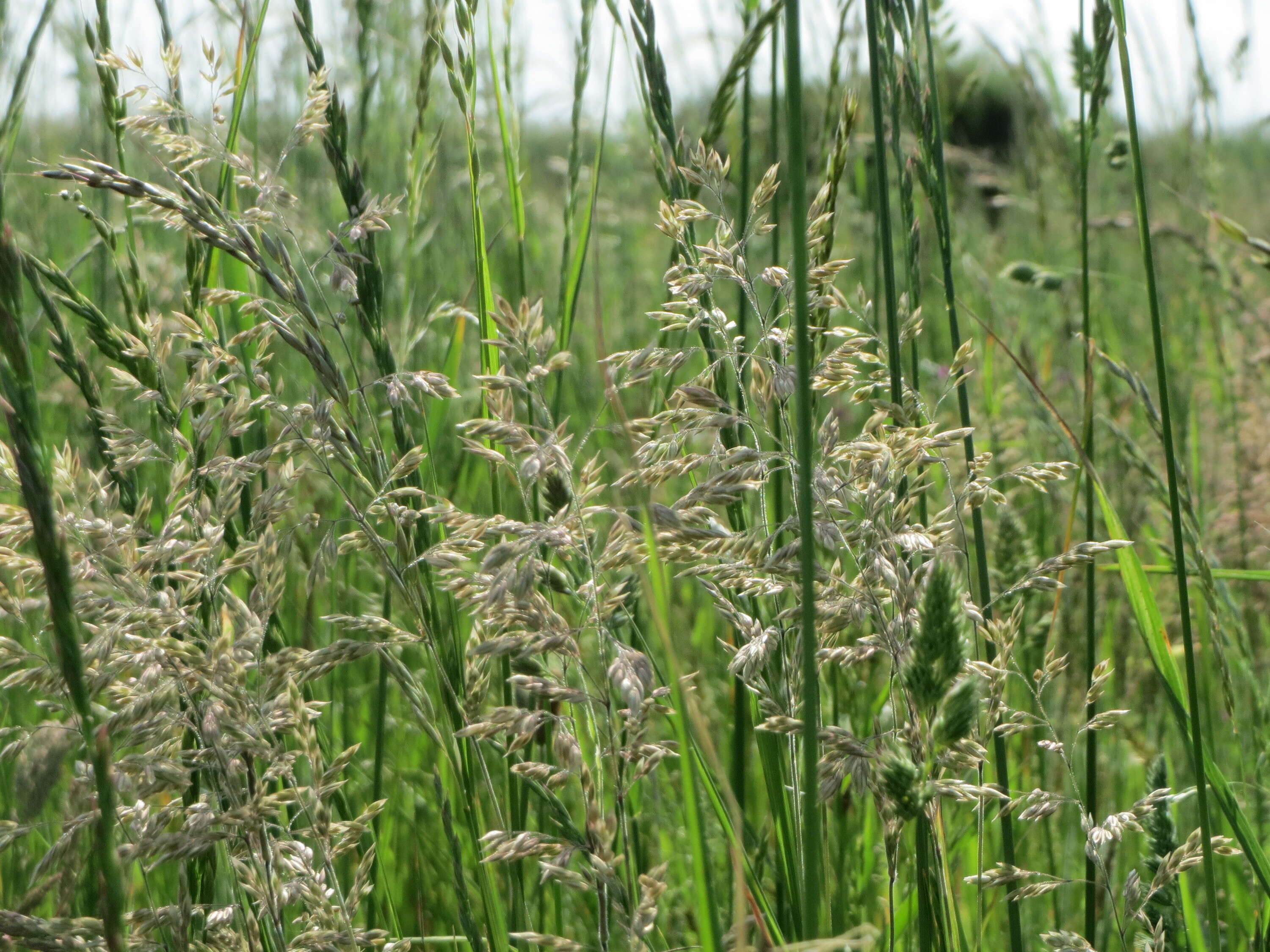 Image of Smooth Meadow-grass