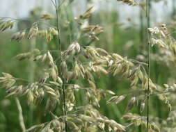 Image of Smooth Meadow-grass