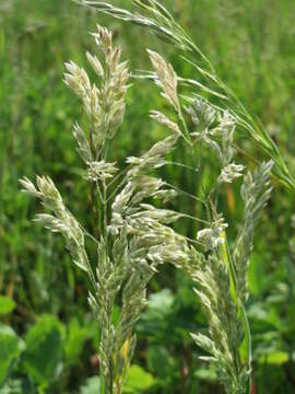 Image of Smooth Meadow-grass