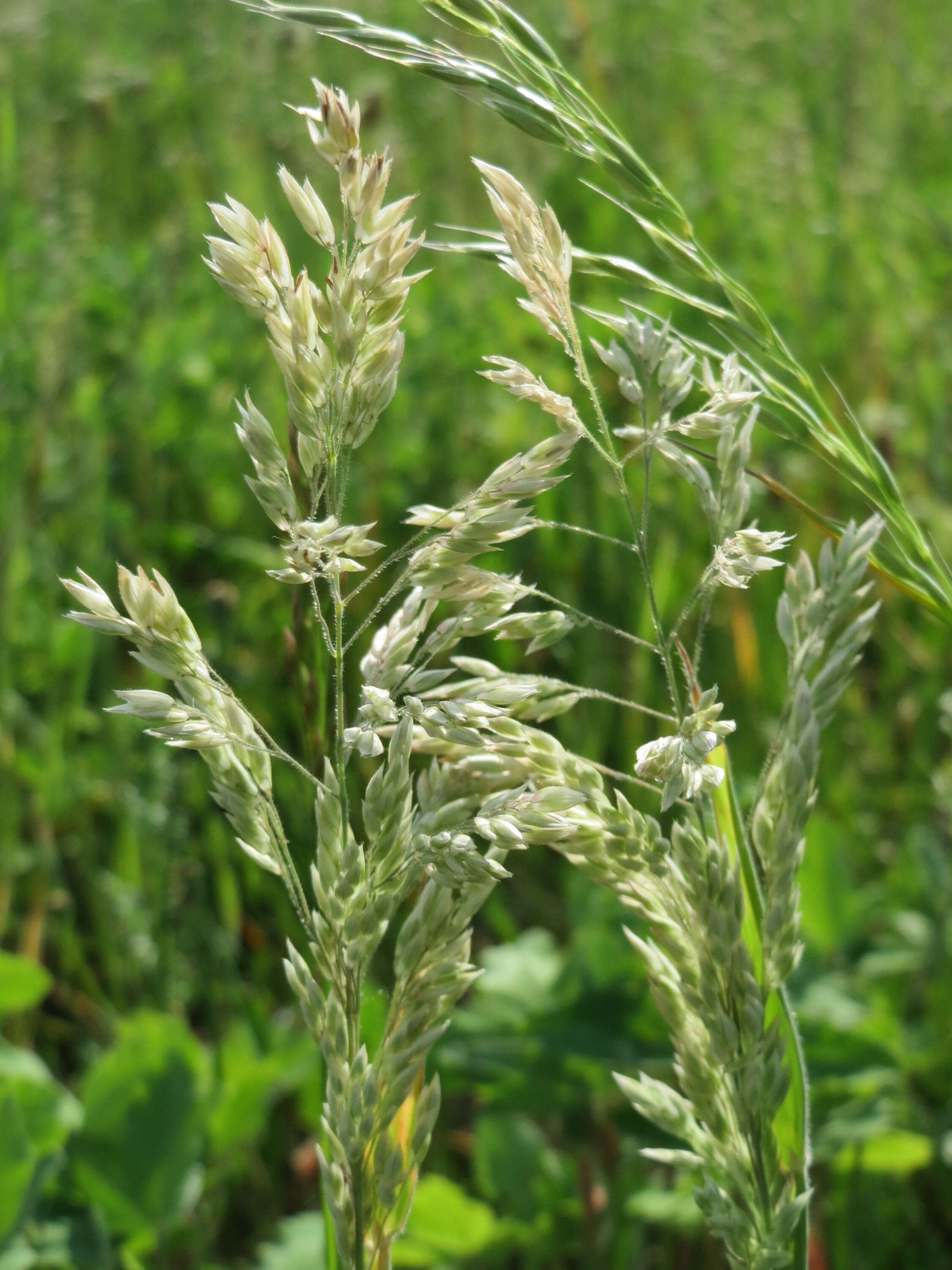 Image of Smooth Meadow-grass