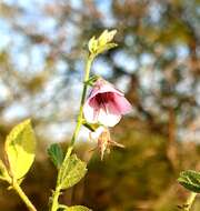 Image of Hermannia boraginiflora Hook.