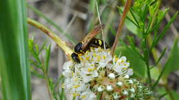 Imagem de Philanthus sanbornii Cresson 1865