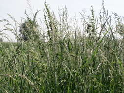 Image of Button Grass