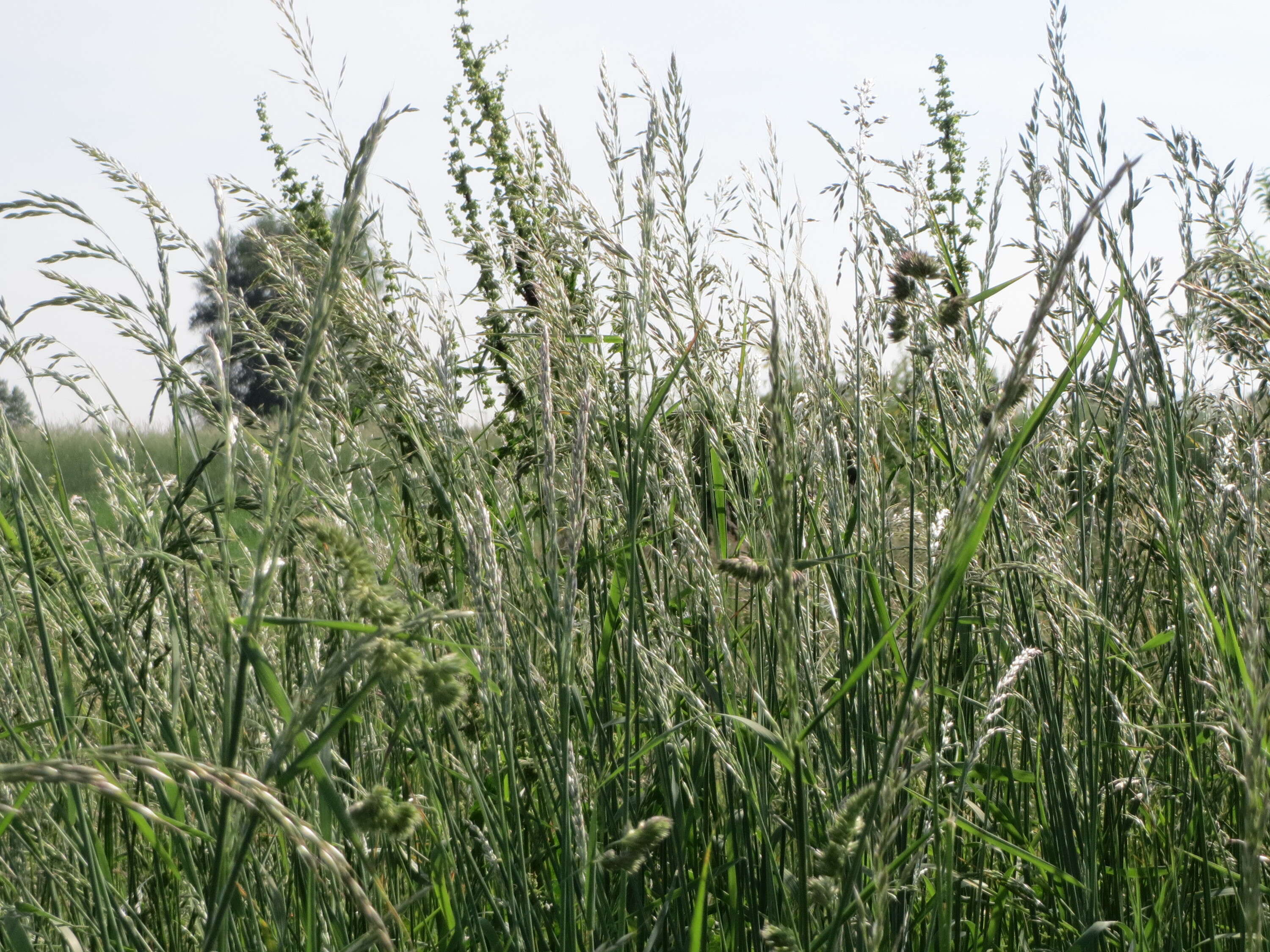 Image of Button Grass