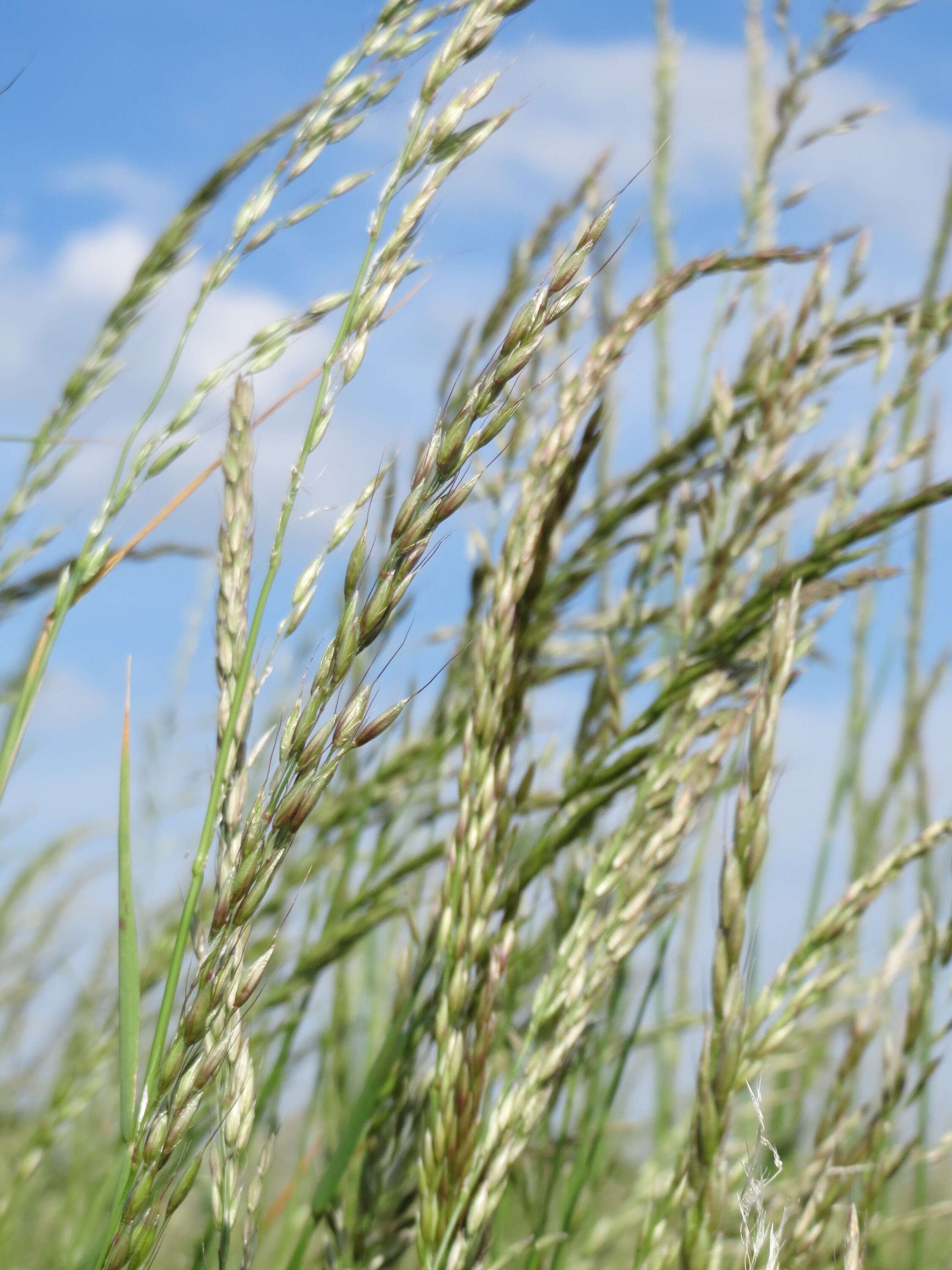 Image of Button Grass