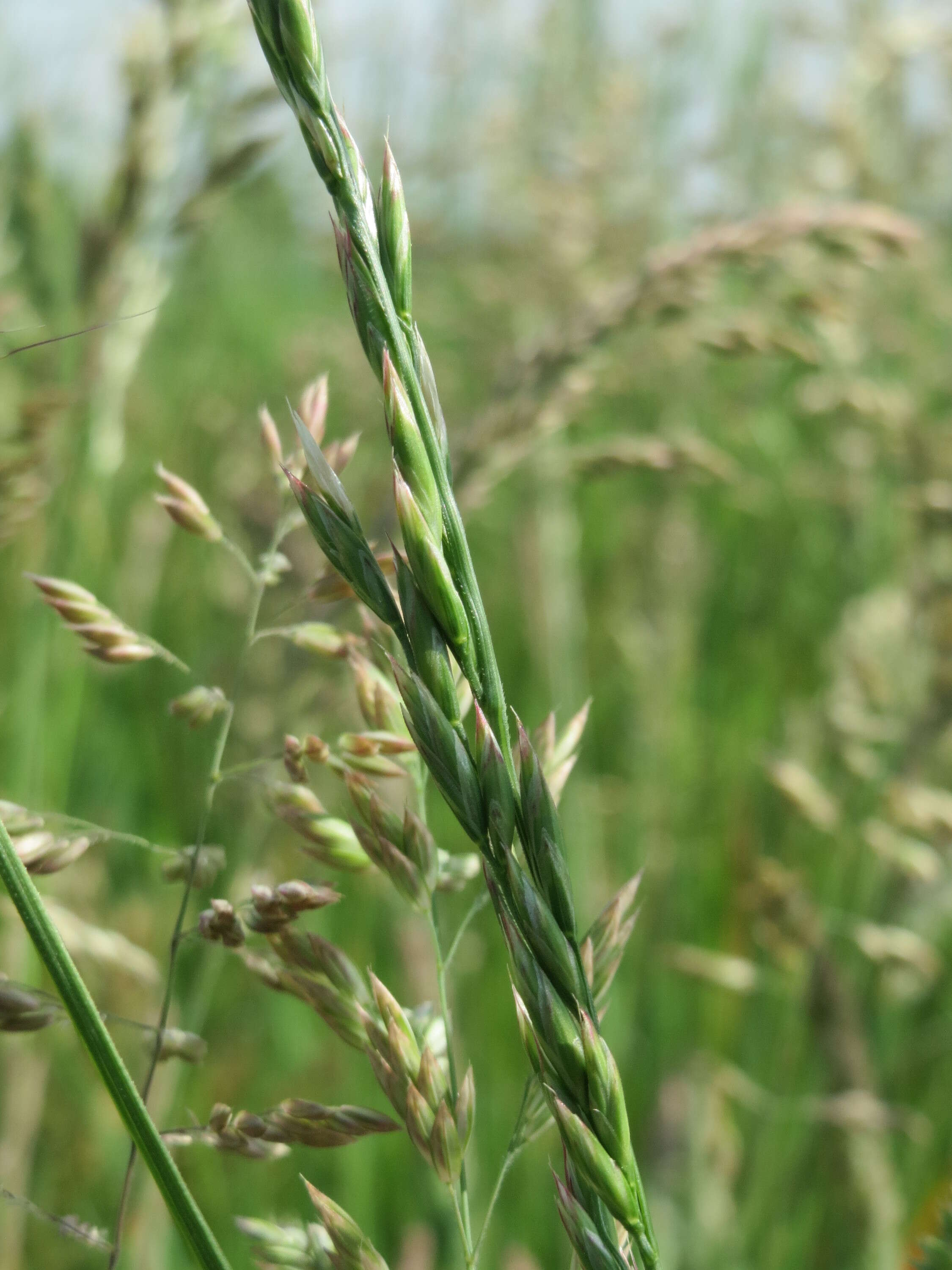 Image of Smooth Meadow-grass