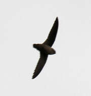 Image of Vaux's Swift