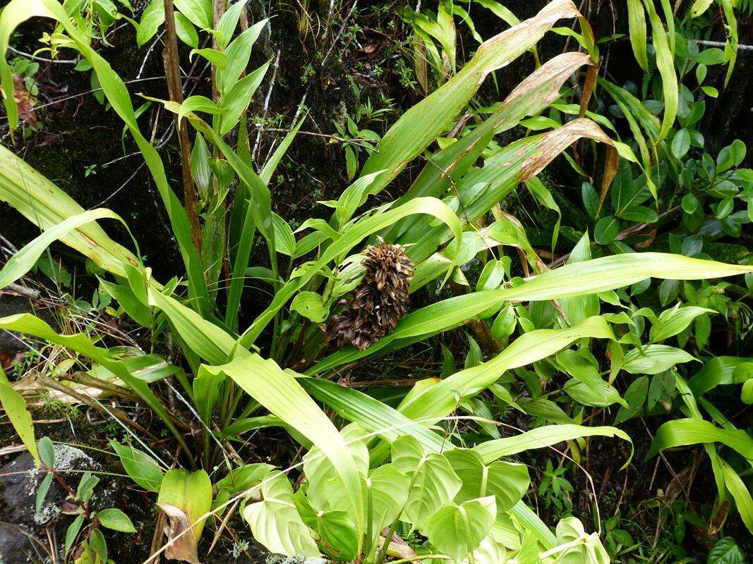Image of Pitcairnia funkiae M. A. Spencer & L. B. Sm.