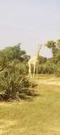 Image of West African Giraffe