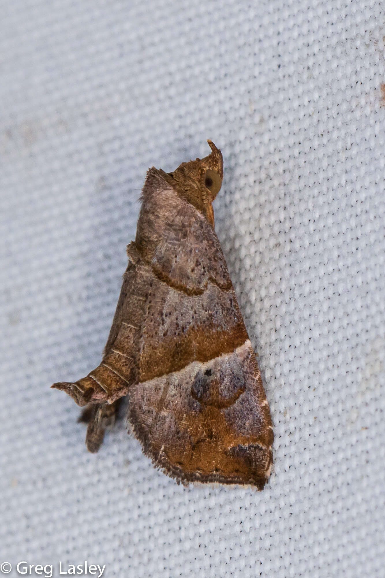 Image of Cecharismena jalapena Schaus 1906