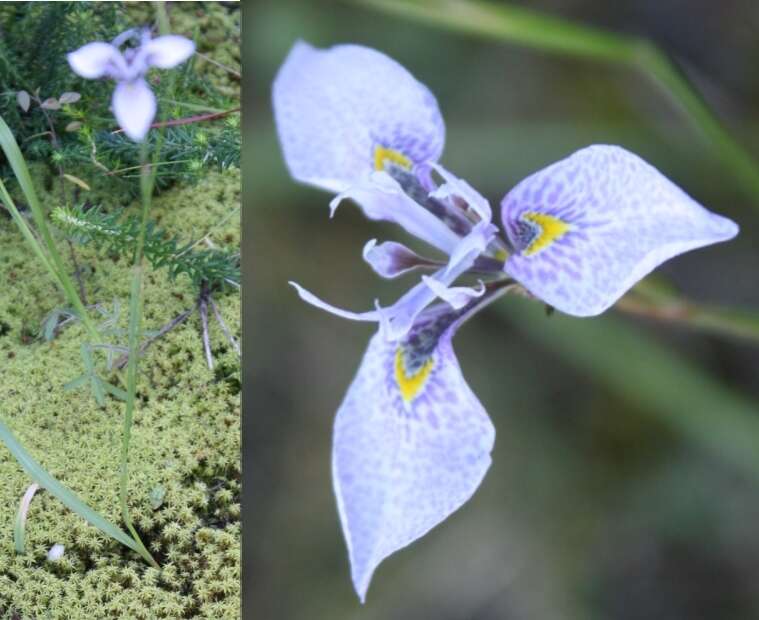 Слика од Moraea algoensis Goldblatt