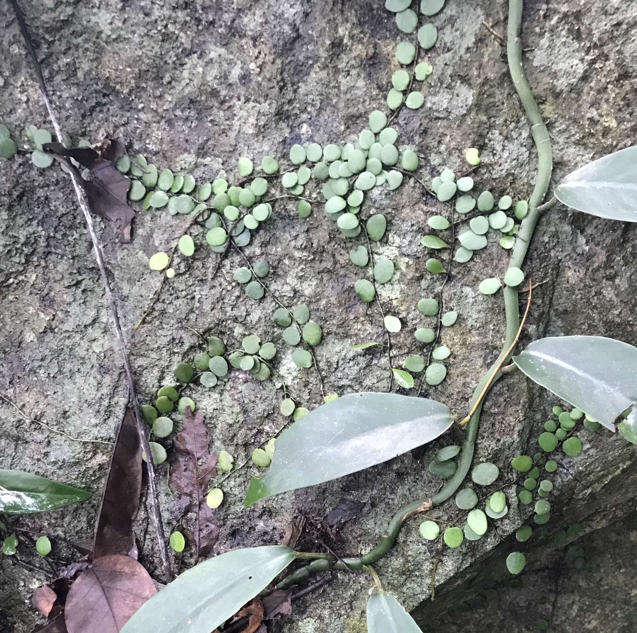 Lemmaphyllum microphyllum C. Presl resmi