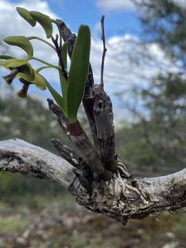 Image of Dendrobium fellowsii F. Muell.