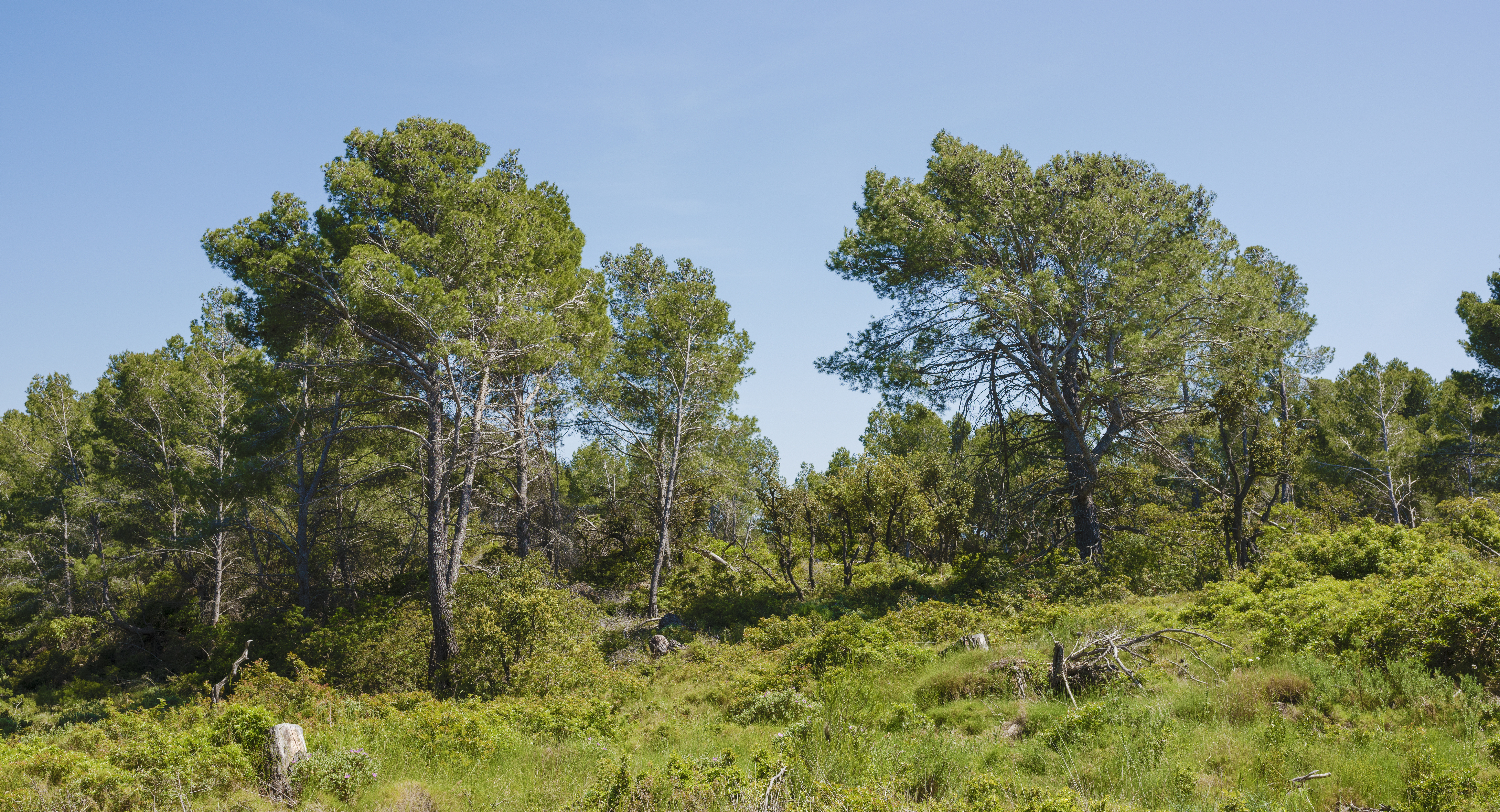 Pinus halepensis (rights holder: Christian Ferrer)