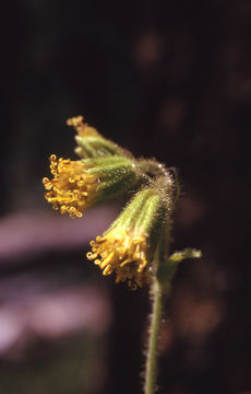 Image of Parry's arnica