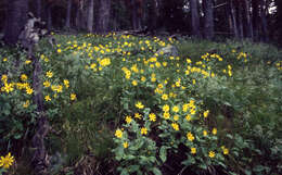 Image of hairy arnica