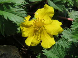 Image of silverweed cinquefoil