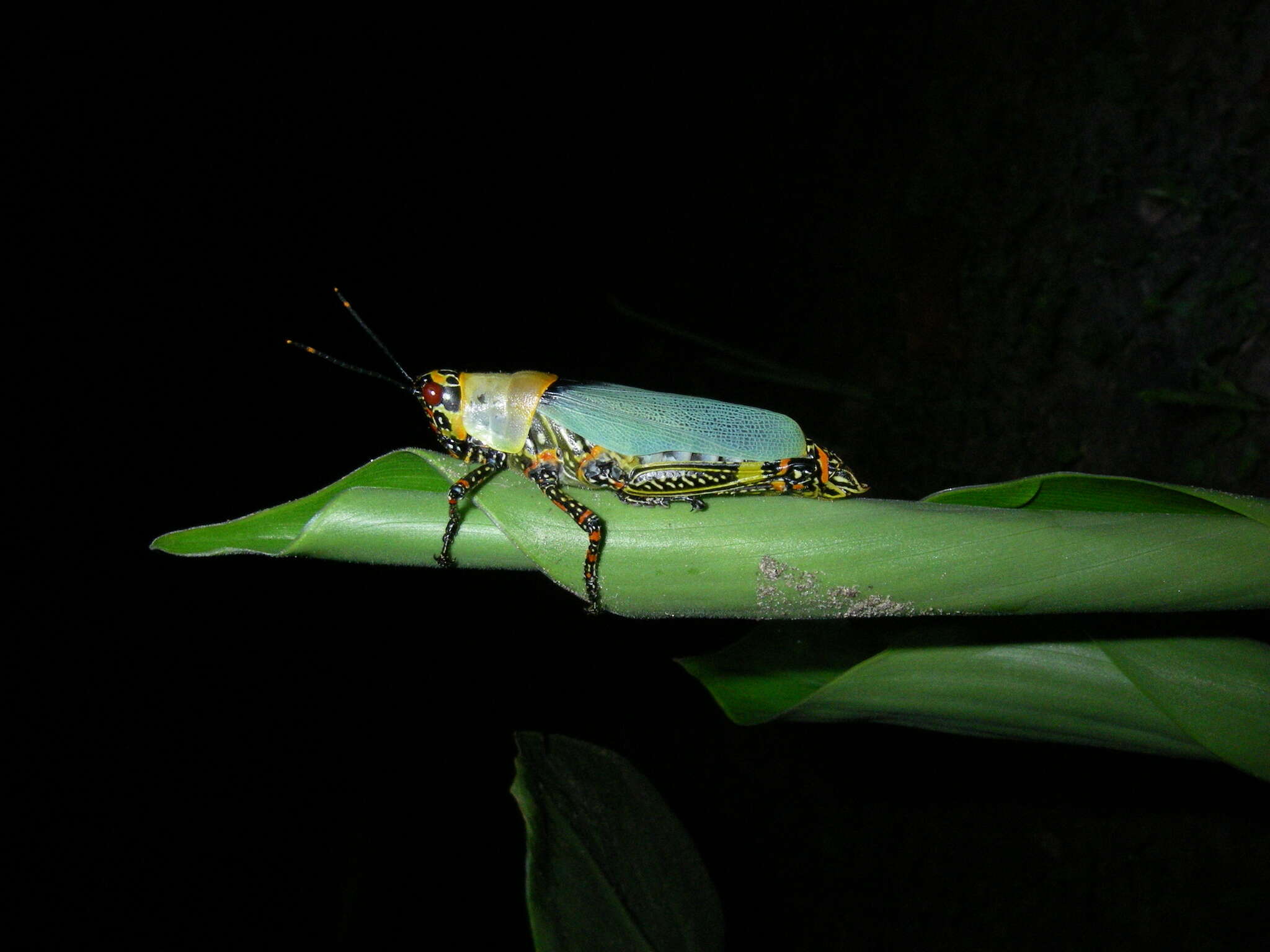 Image of Variegated grasshopper