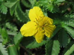 Image of silverweed cinquefoil