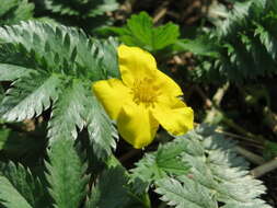 Image of silverweed cinquefoil