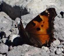 Image of California Tortoiseshell