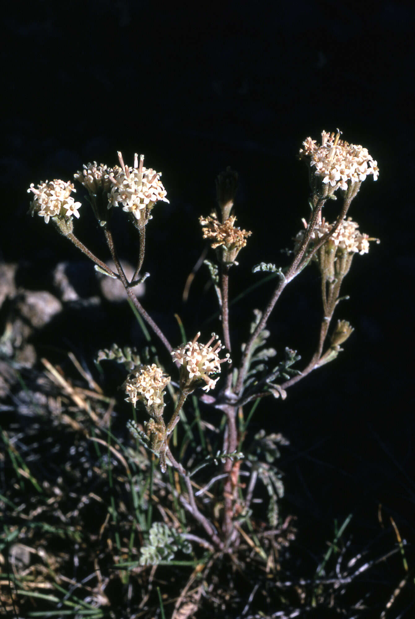 Image of Douglas' dustymaiden