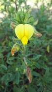 Image of Yellow Restharrow