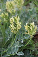 Imagem de Astragalus calycinus Bieb.