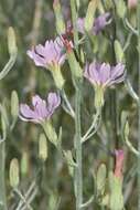 صورة Stephanomeria occultata