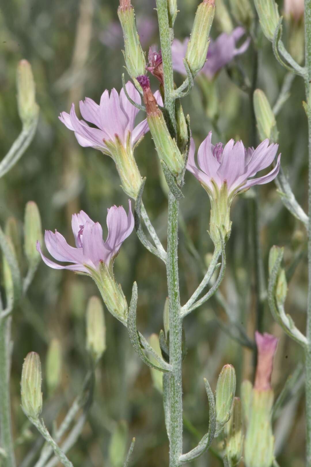 Image of Stephanomeria occultata