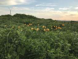 Image of Hemerocallis middendorffii var. esculenta (Koidz.) Ohwi
