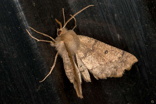 Image of scalloped hazel