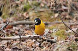 Image of Collared Grosbeak