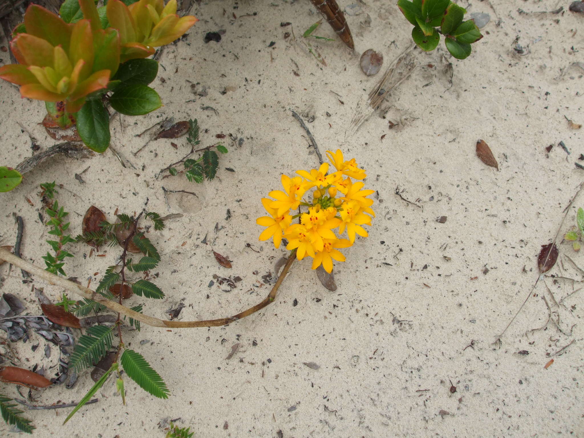 Image of Epidendrum fulgens Brongn.