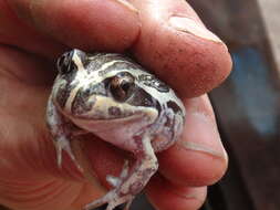 Image of Banjo Frog