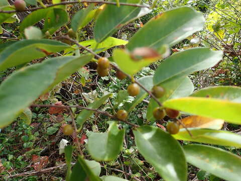 Image of Bridelia pervilleana Baill.