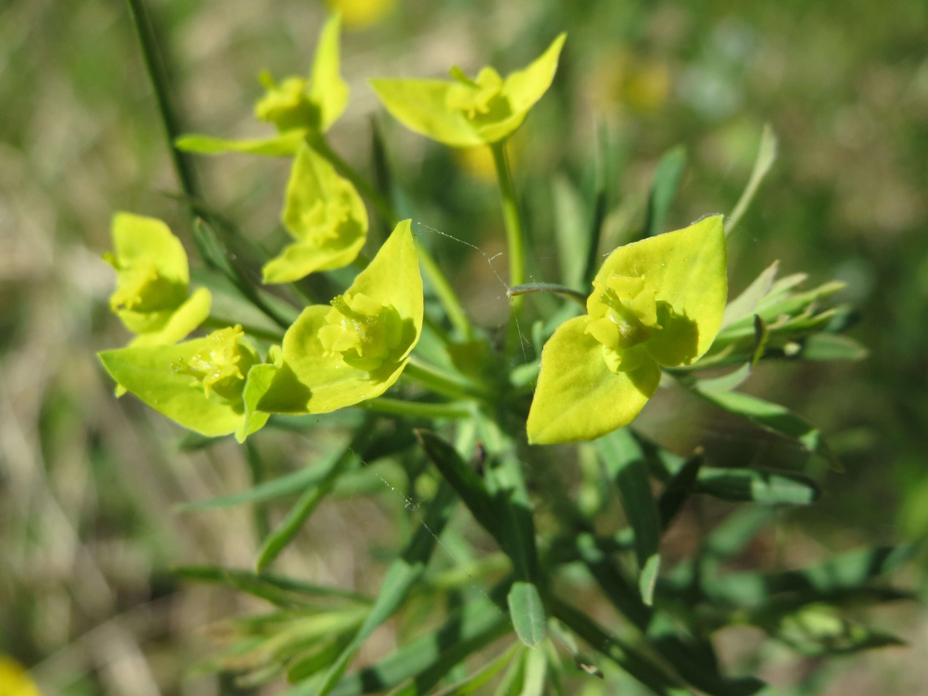 Image of Cypress Spurge