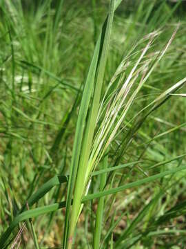 Imagem de Bromus sterilis L.