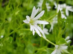 Image of Stellaria flaccida Hook.