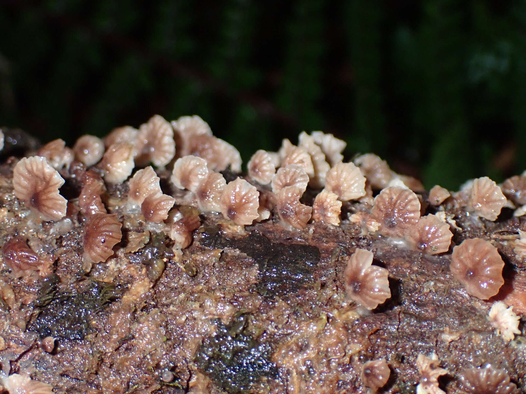 Image of Gymnopus imbricatus J. A. Cooper & P. Leonard 2013