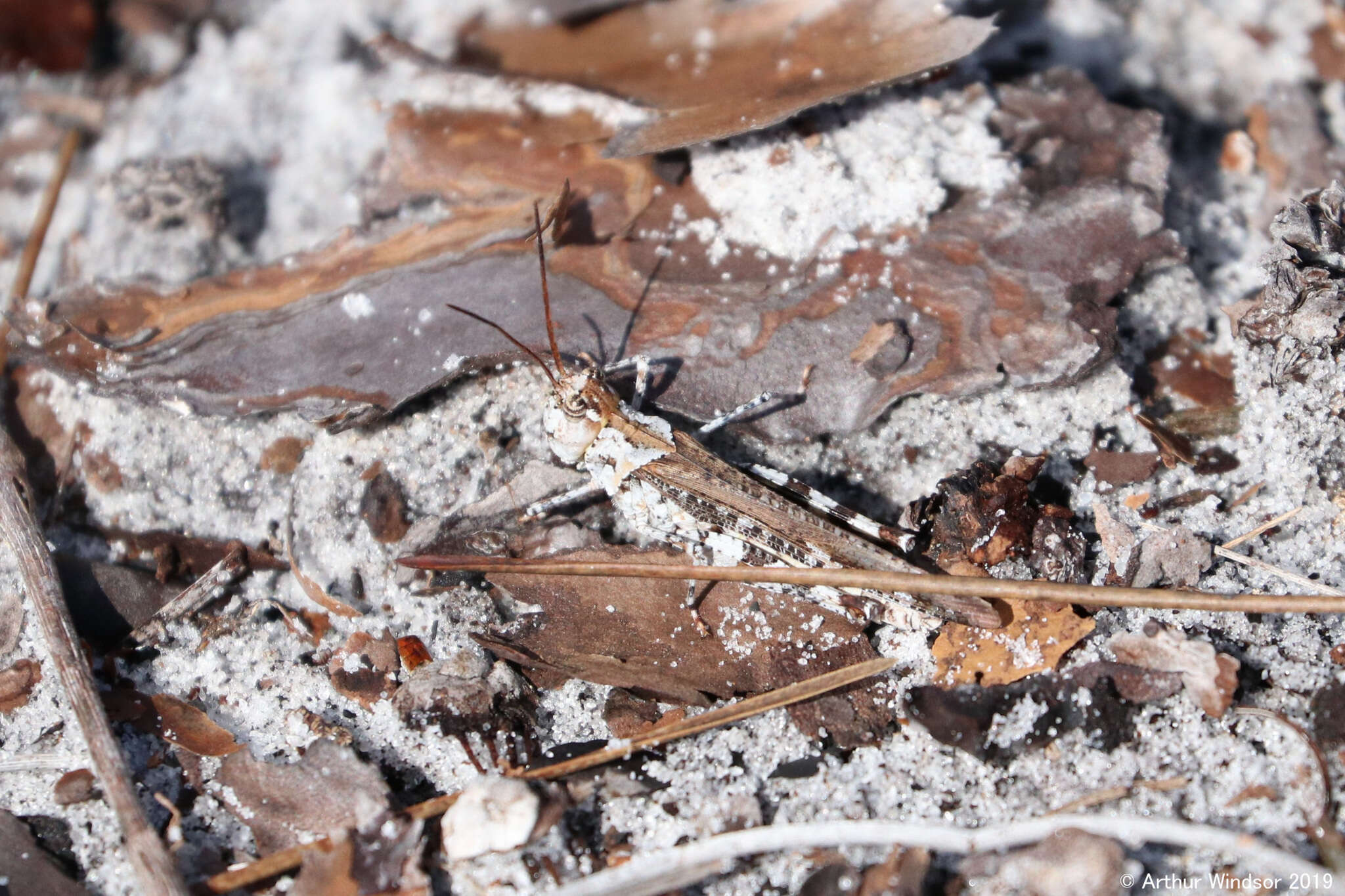 Image of Longhorn Band-wing Grasshopper