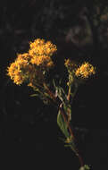 Image of Missouri goldenrod