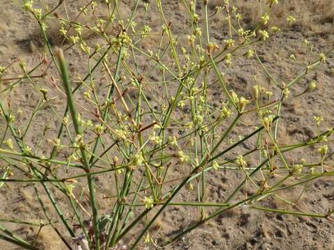 Image of Western Mojave buckwheat