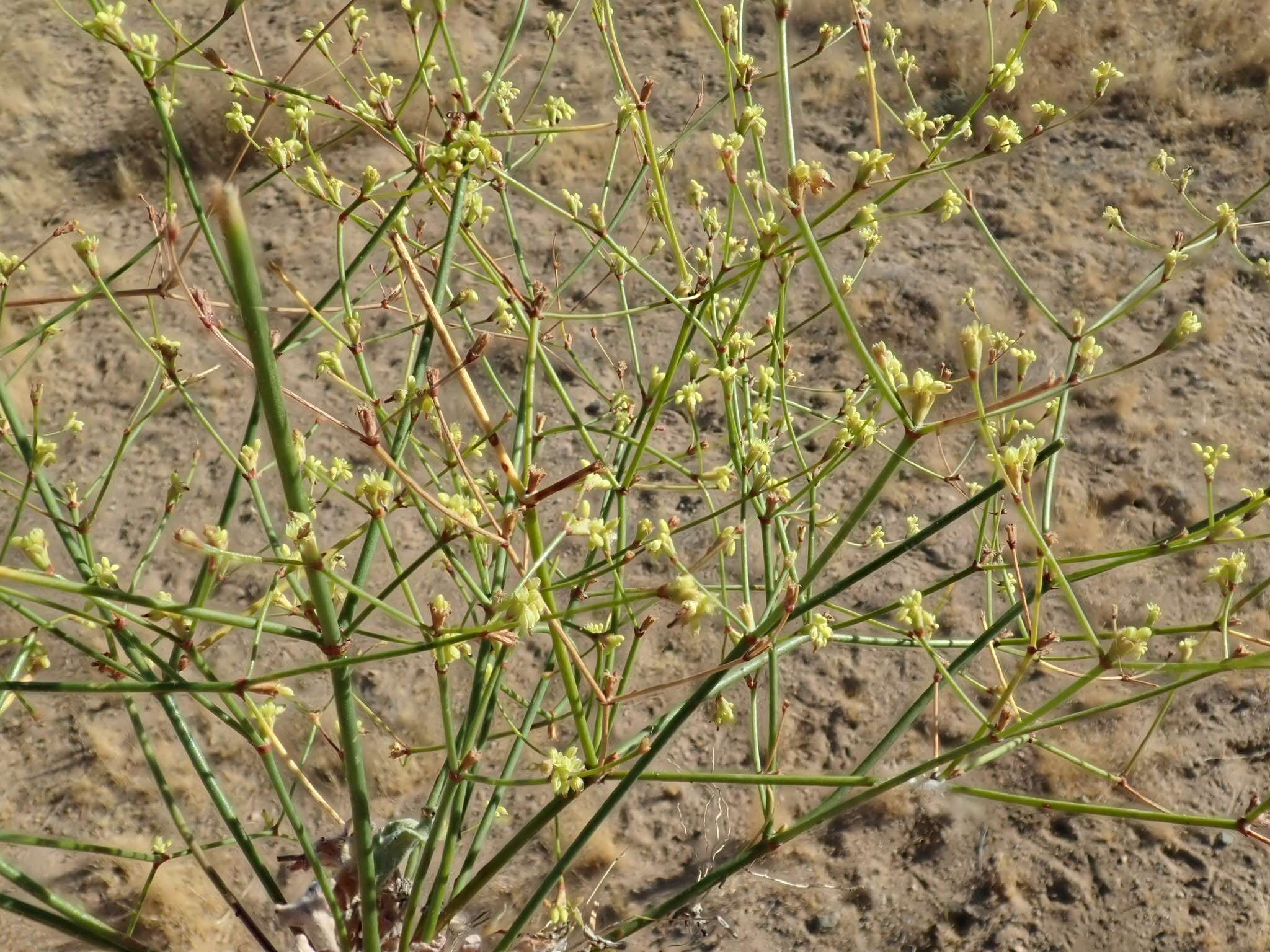 Image of Western Mojave buckwheat
