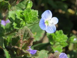 Image of birdeye speedwell