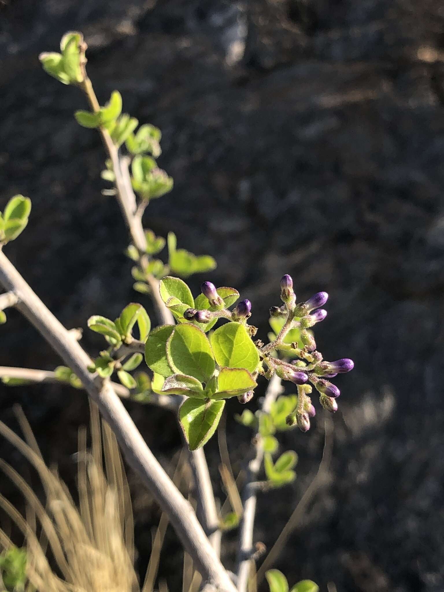 Plancia ëd Elephantorrhiza suffruticosa Schinz