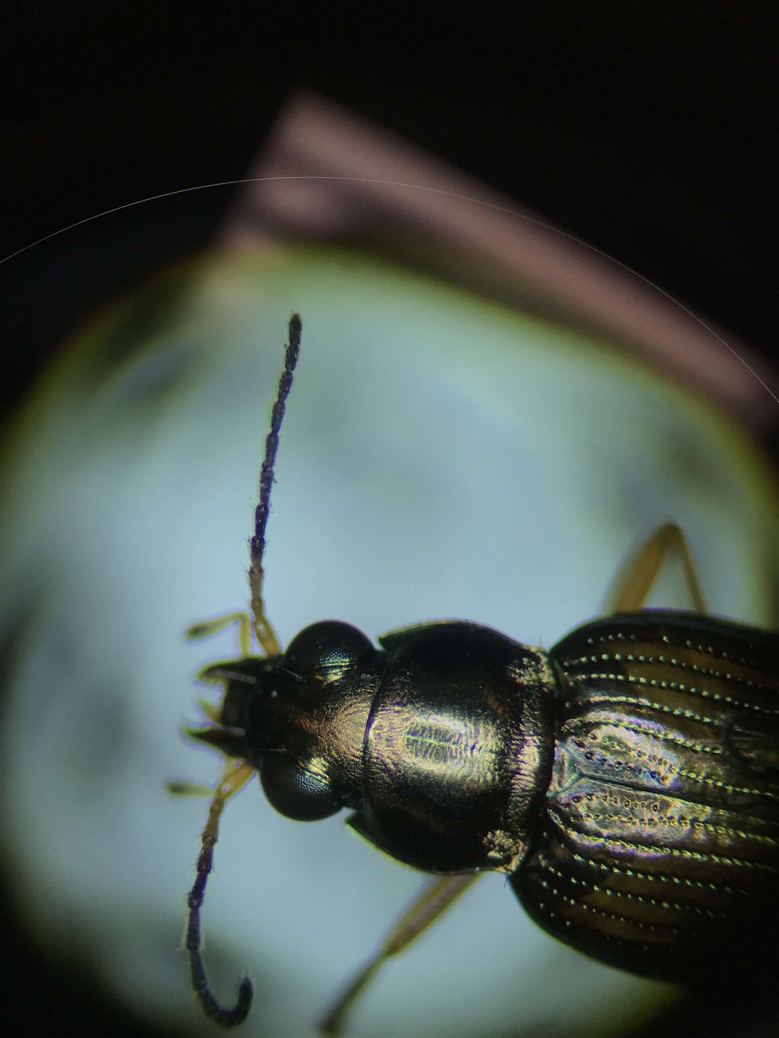 Image of Bembidion (Odontium) confusum Hayward 1897