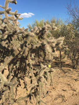 Image of Kelvin pricklypear