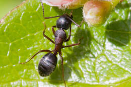 Plancia ëd Camponotus herculeanus (Linnaeus 1758)