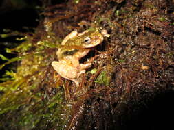 Image of Starrett's Treefrog